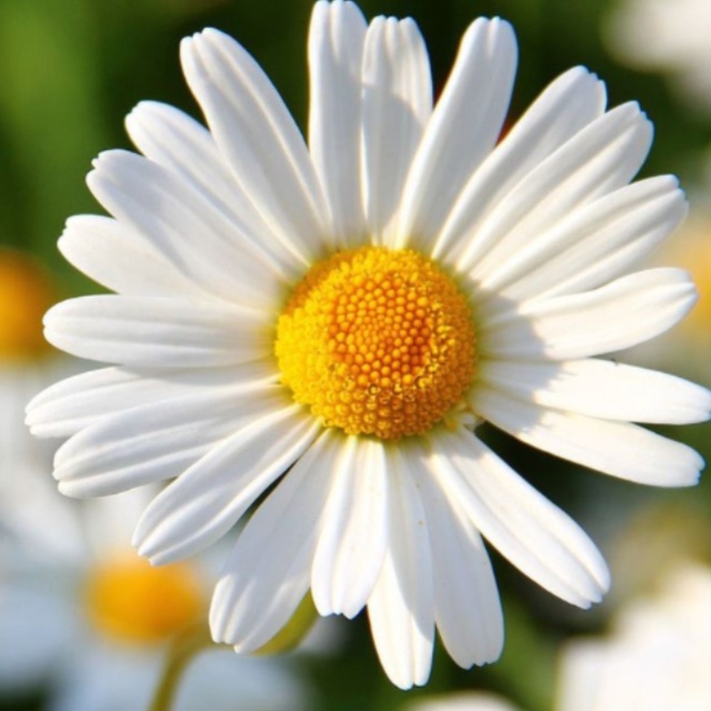 Meet your Posher, Catie